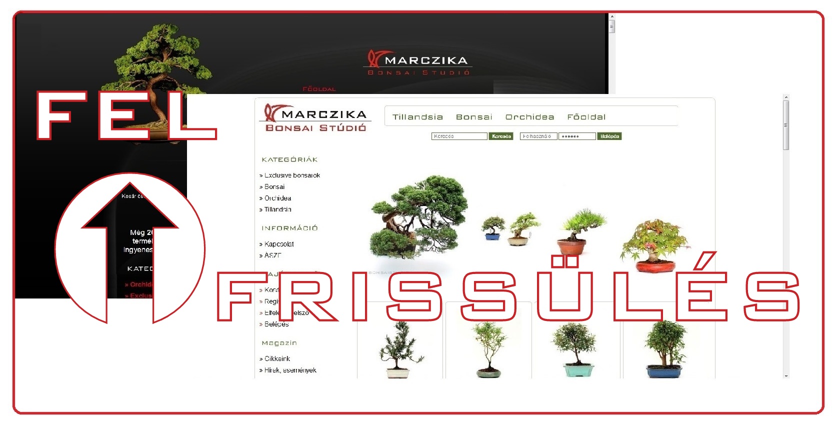 bonsai webaruhaz bonsai webshop internetes bonsai vasarlasi lehetoseg